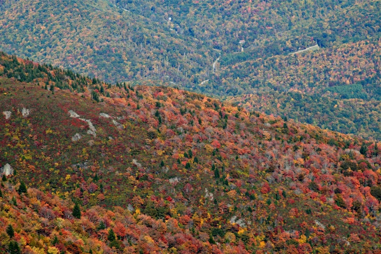 colorful fall foliage on the edge of a large mountain