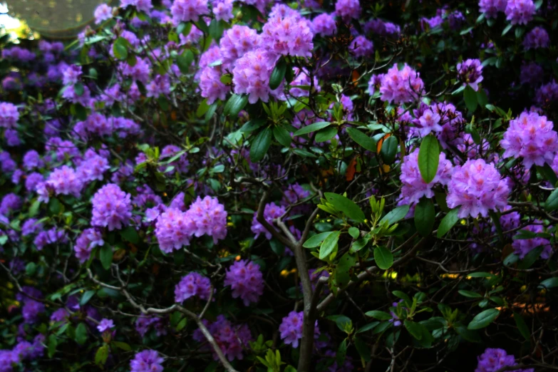 large bunches of purple flowers are blooming in the shade