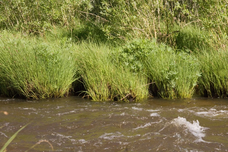 there is water running down the river by the bush