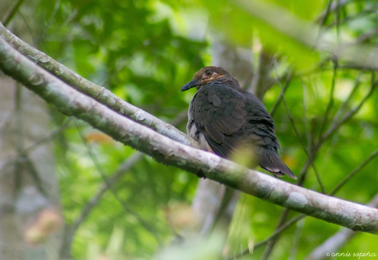 a bird that is sitting on a tree nch