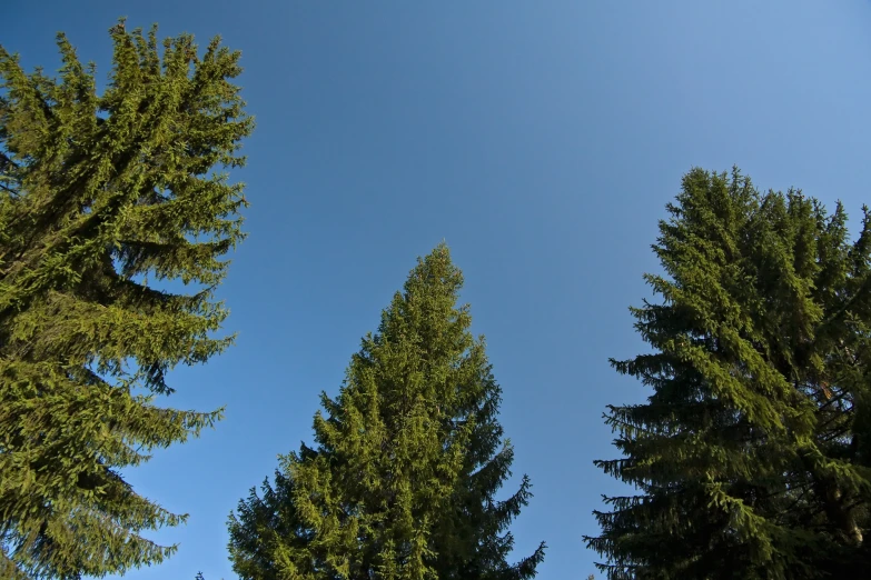 looking up at the top of a tree lined forest