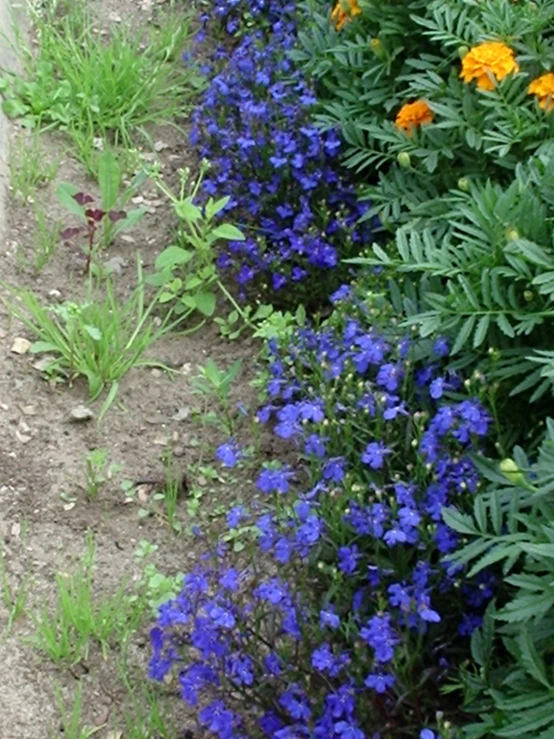 a dog sniffing flowers in the garden by the road