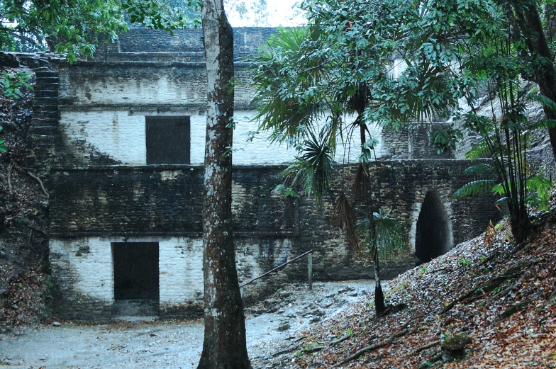 the trees are in front of the building