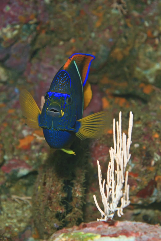 a colorful fish with a blue and yellow tail on its side