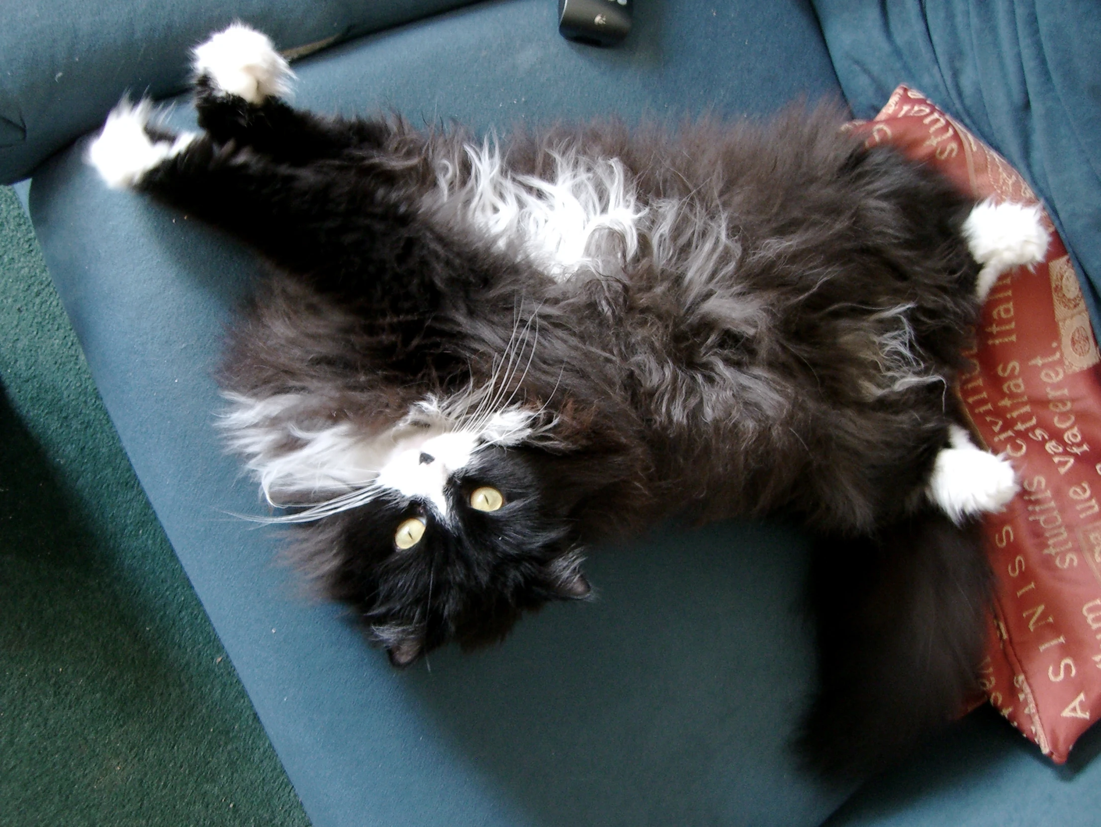 a long - haired gray and white cat laying down on its back