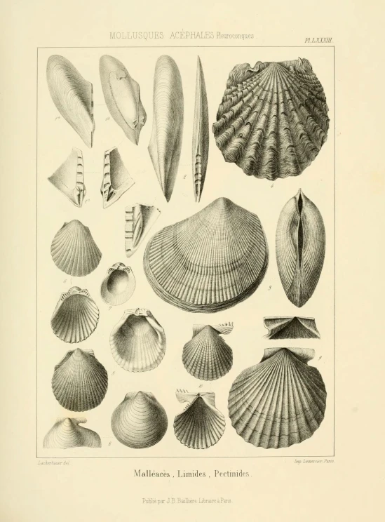 an old seashell illustration from the 19th century