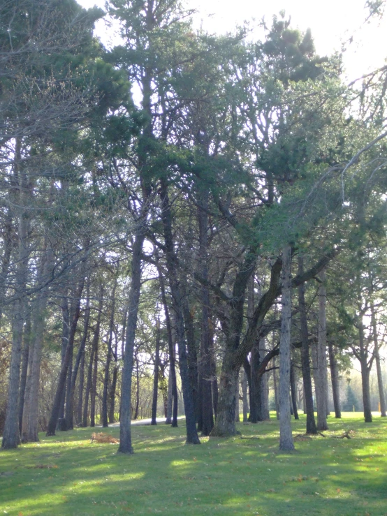 trees on the ground with a field in the background