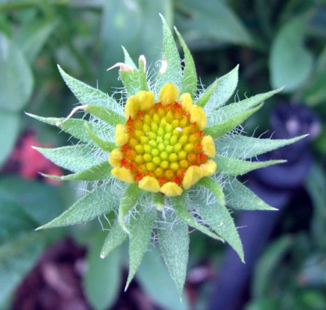 a yellow and orange flower is in the wild