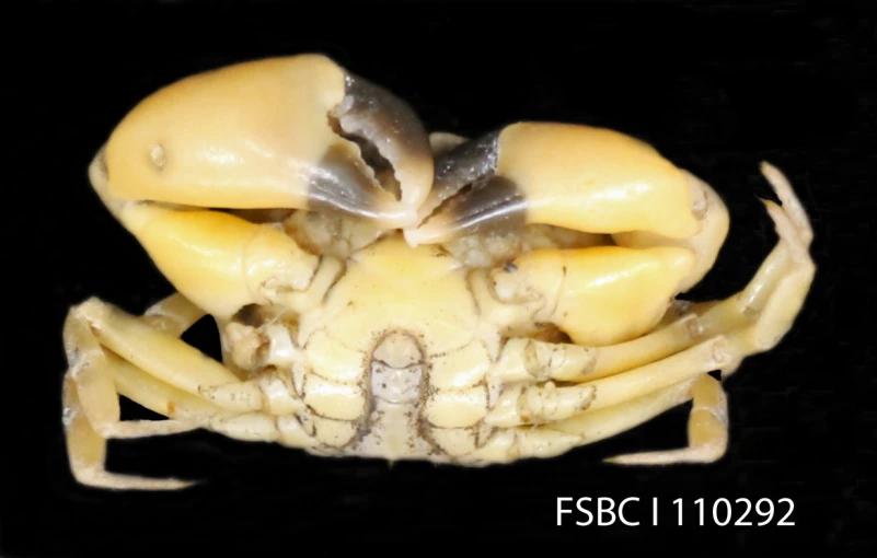 an image of a large crab that has claws extended