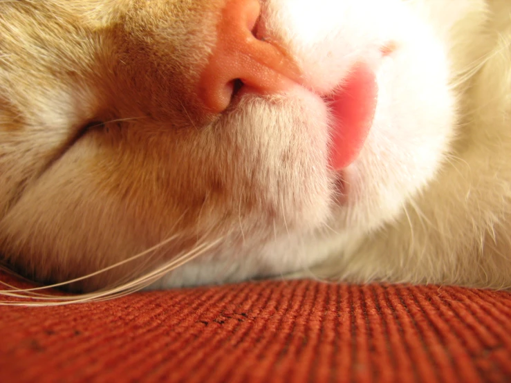 a white cat with its eyes closed sleeping