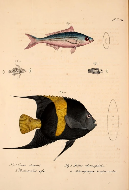 a painting of two fish and one sea urong