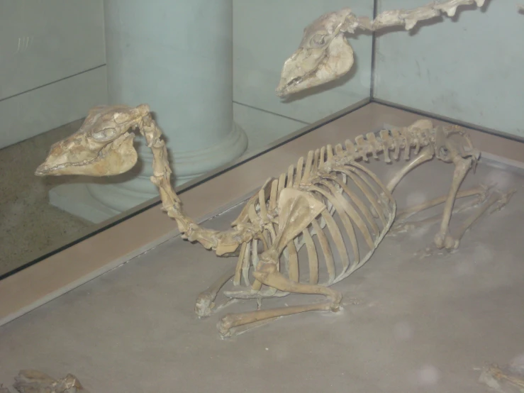 a skeleton is shown in an empty museum display