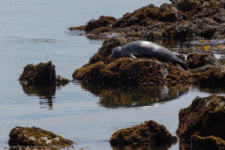 seal on the beach with the tide rushing past it