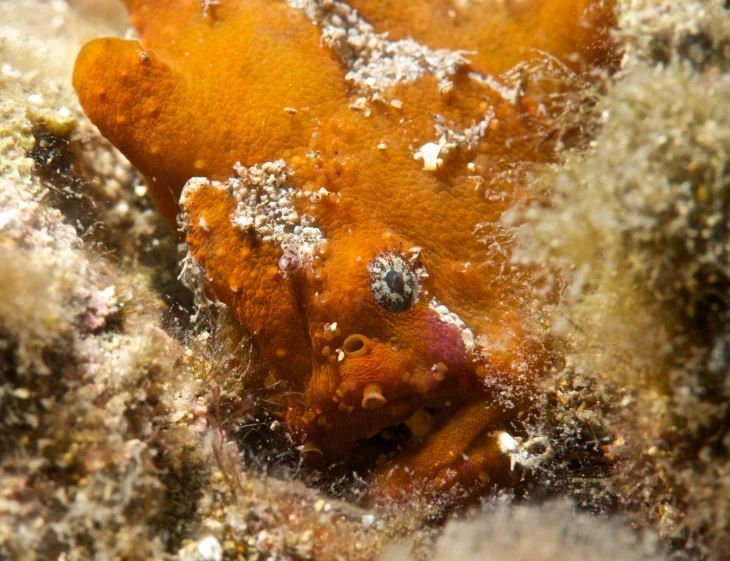 an animal that looks like it is looking out of the water