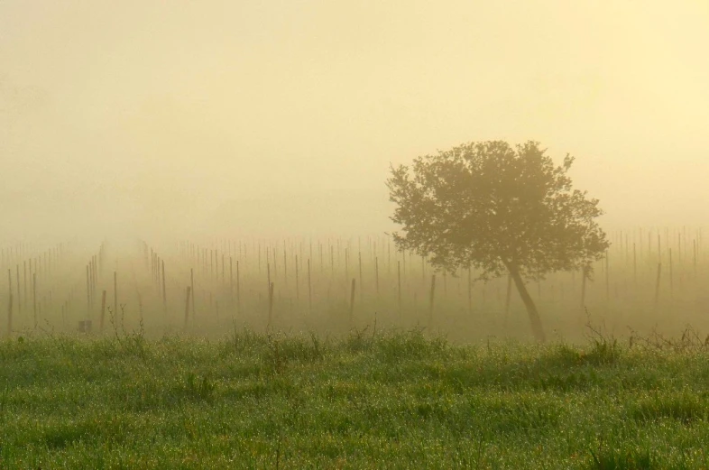 a tree is silhouetted against the foggy morning