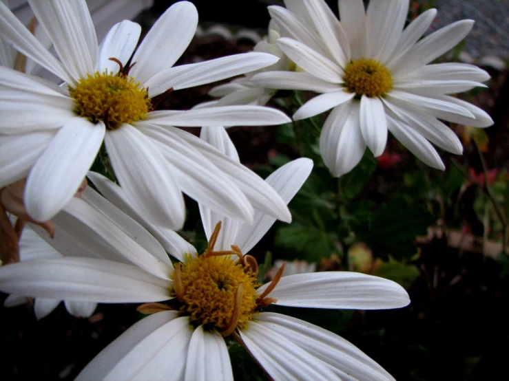 white daisy flowers growing on a bush in a garden