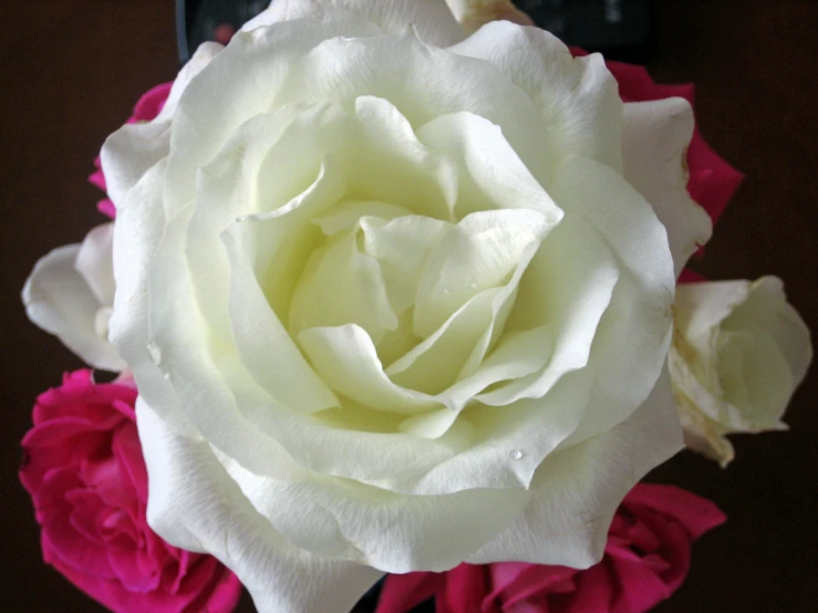 a single white rose sitting on top of two pink roses