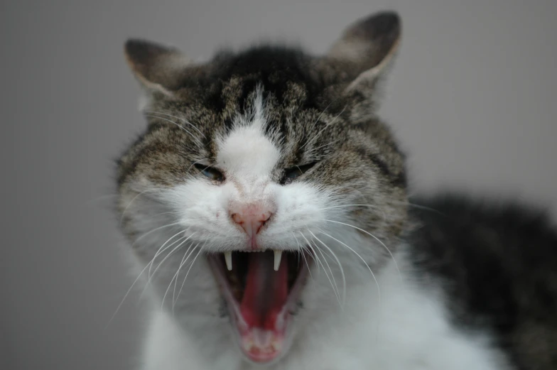 the cat has it's mouth open while licking the wall