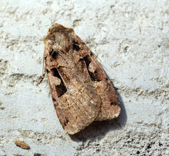 the brown and black moths has long antennae