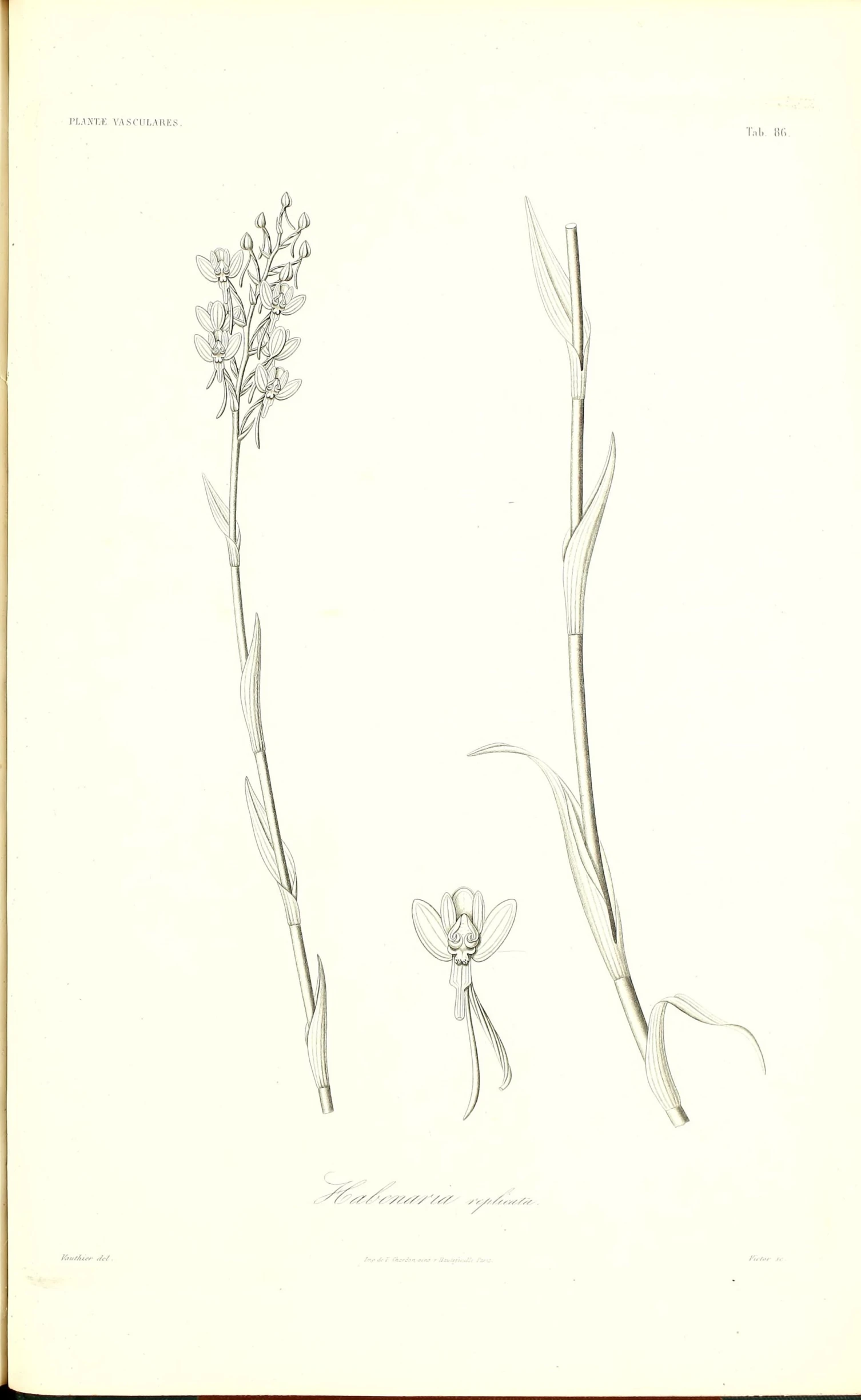 an ink drawing of flowers is shown