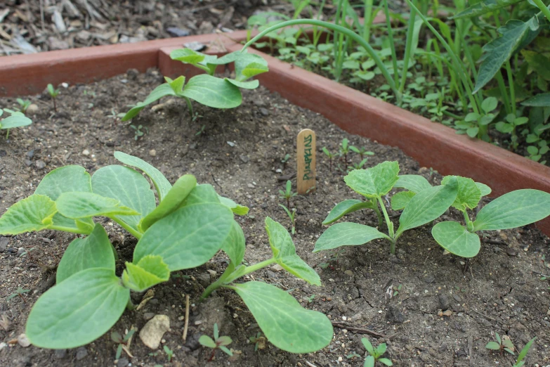 some plants growing in a brown square pot