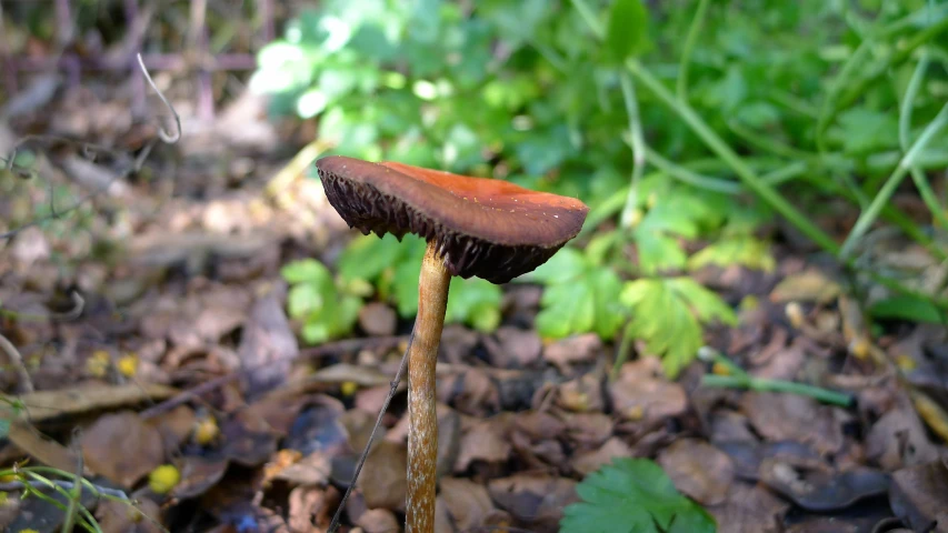 a very small and cute looking mushroom in the woods