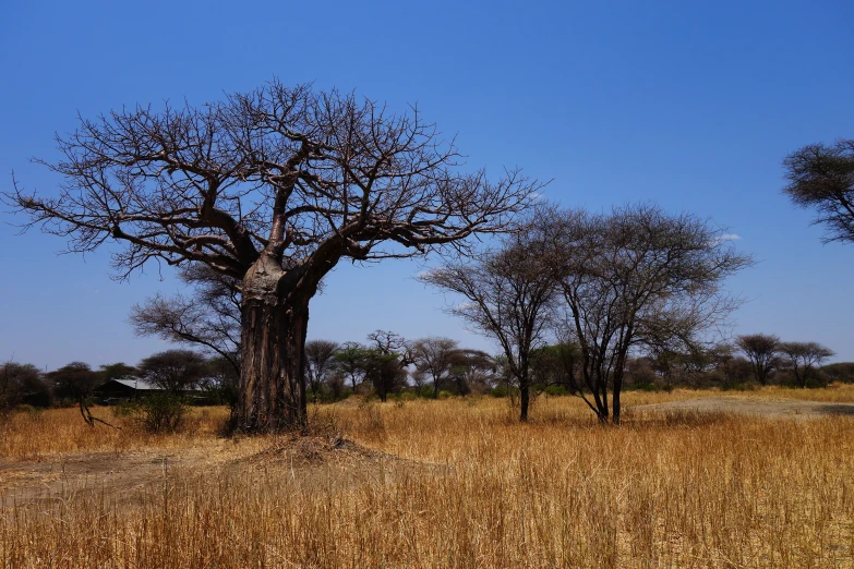 a giraffe standing in the distance in front of a tree