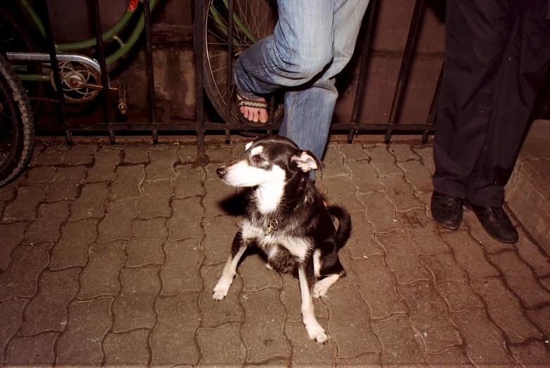 a dog sitting outside a cage with a person standing next to it