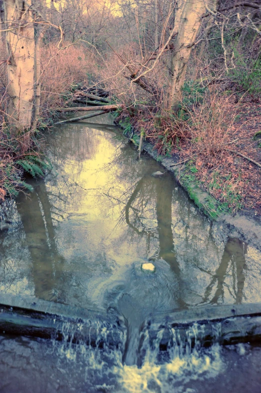 a river running through a forest filled with lots of leaf covered trees