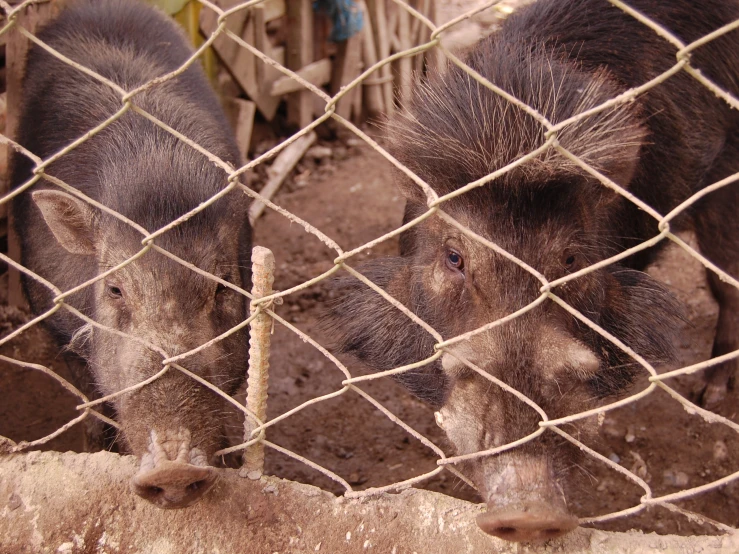 two hogs stand behind a wire fence to look for food