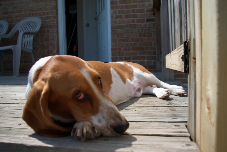 a dog is sitting on the porch outside