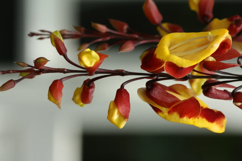 red and yellow flowers on the stem of a plant