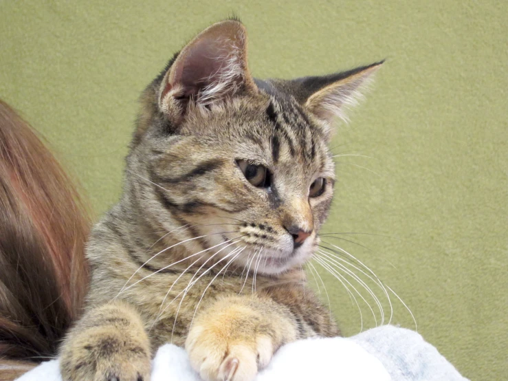 a close up of a cat resting its paw on a woman's shoulder