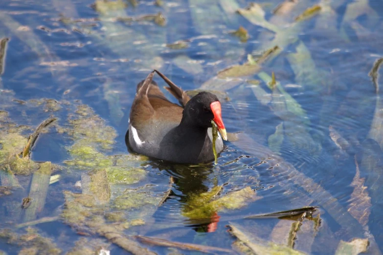 a duck sitting in the water and chewing on a plant