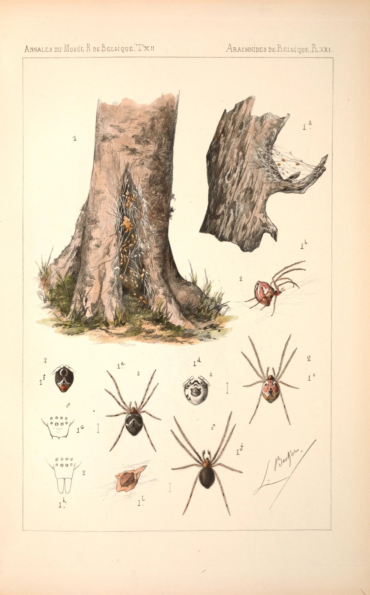 three drawings of spiders in different stages of development