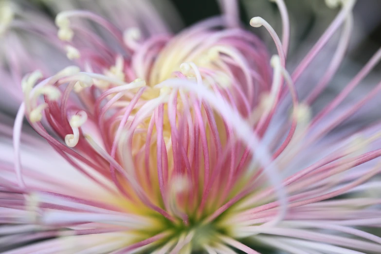 closeup image of a pink and yellow flower