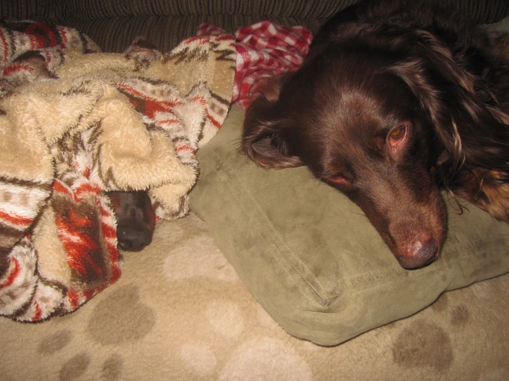 brown dog sitting on pillows laying down with blankets