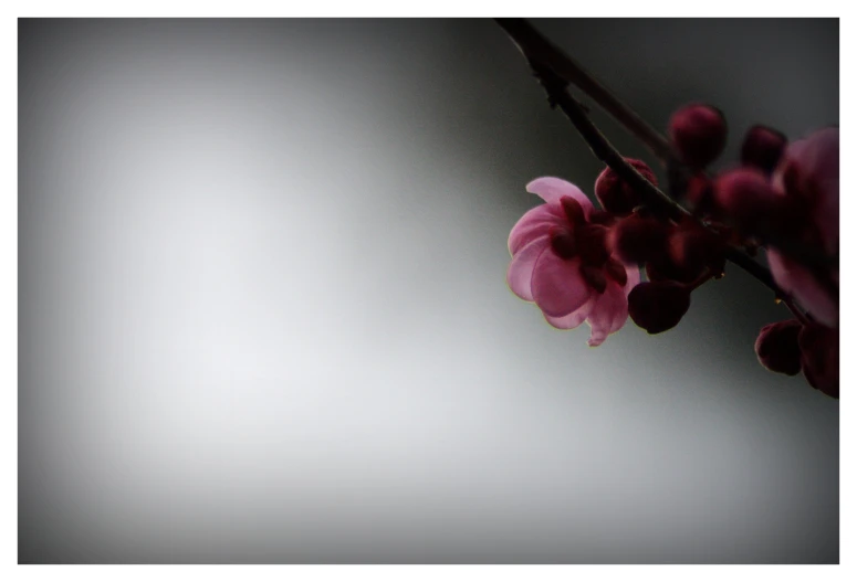 a small nch with pink flowers is hanging from a nch