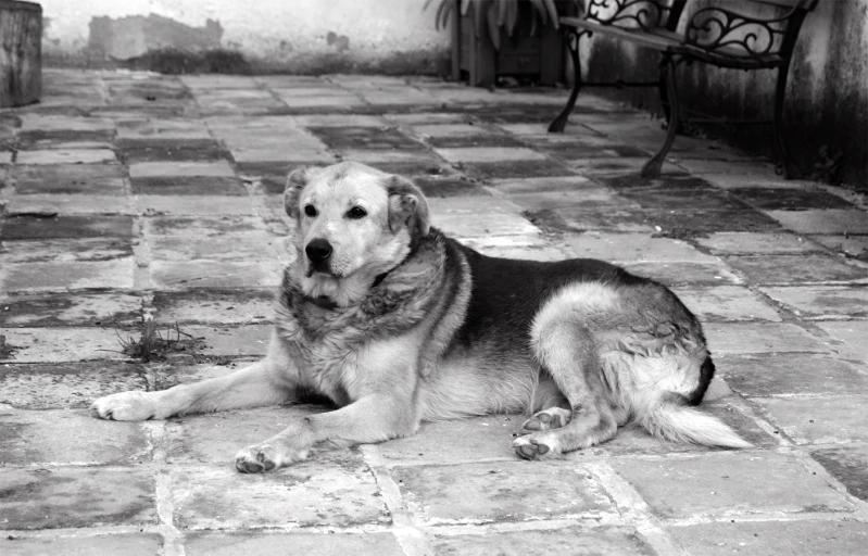 a large dog laying on top of a tiled floor