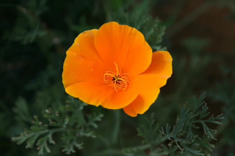 a close up of an orange flower with a green background