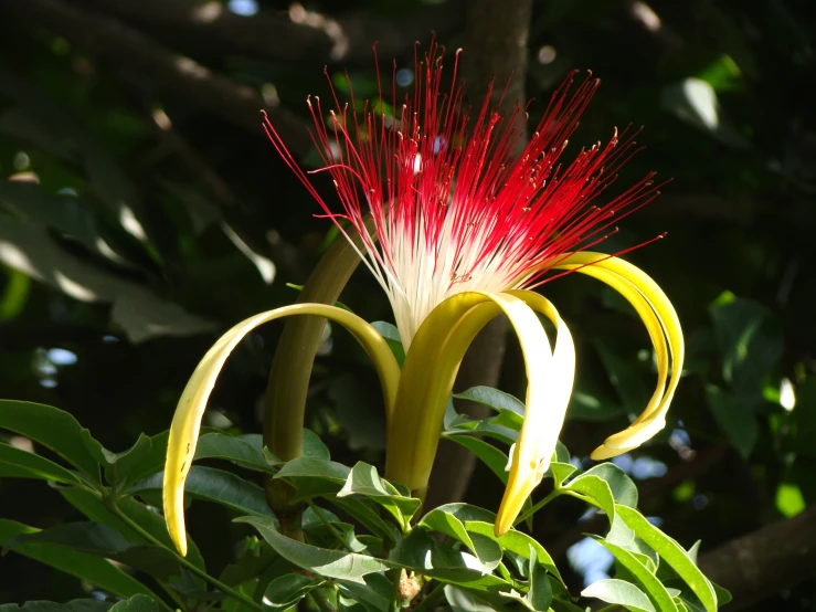 an intricate flower blooms from the center of a leafy tree