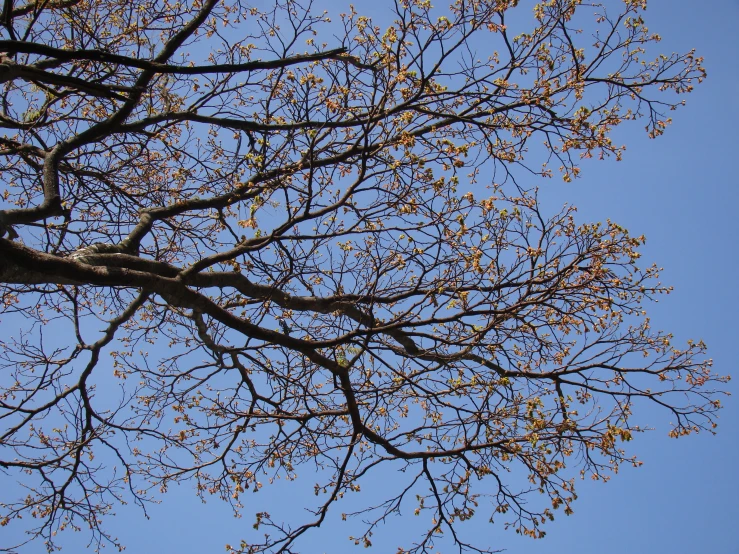 the back end of a tree is reaching up into the sky