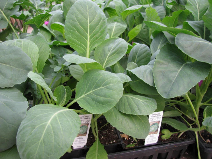 green plants are growing on shelves in the dirt