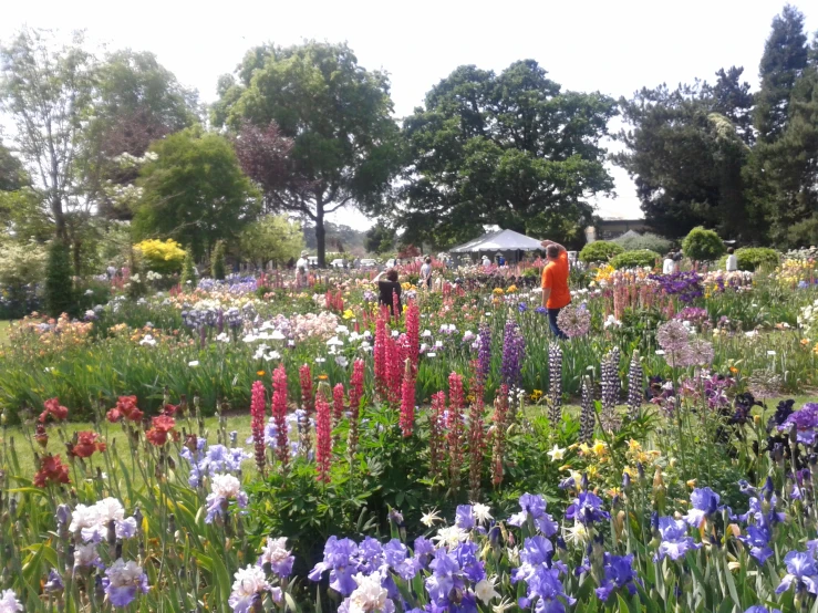 people looking at various colored flowers in a garden