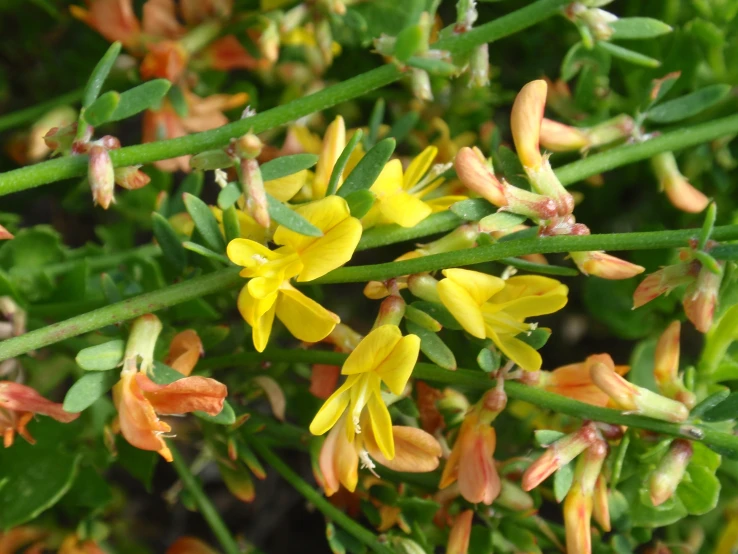 a group of yellow and orange flowers growing in the grass