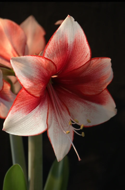 a close up of two pink flowers with leaves