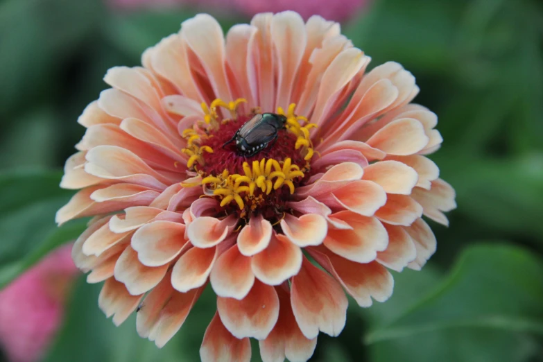 the tiny bug is sitting on the center of a flower