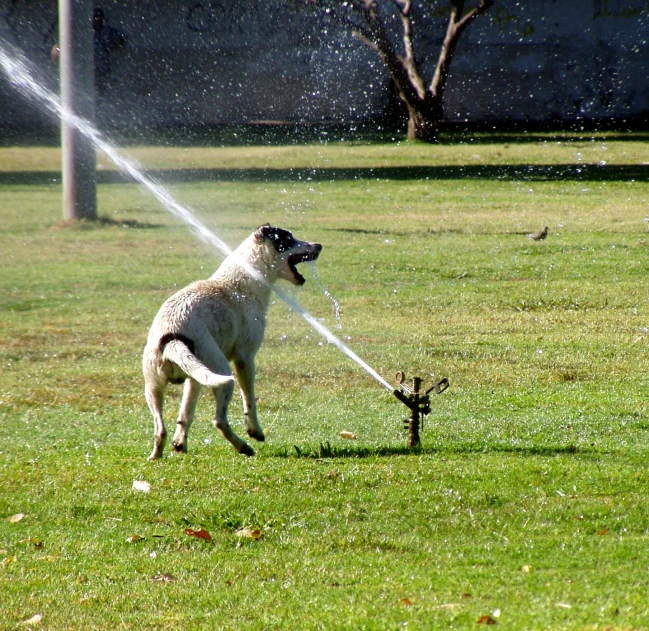 a dog in the grass playing with an sprinkler