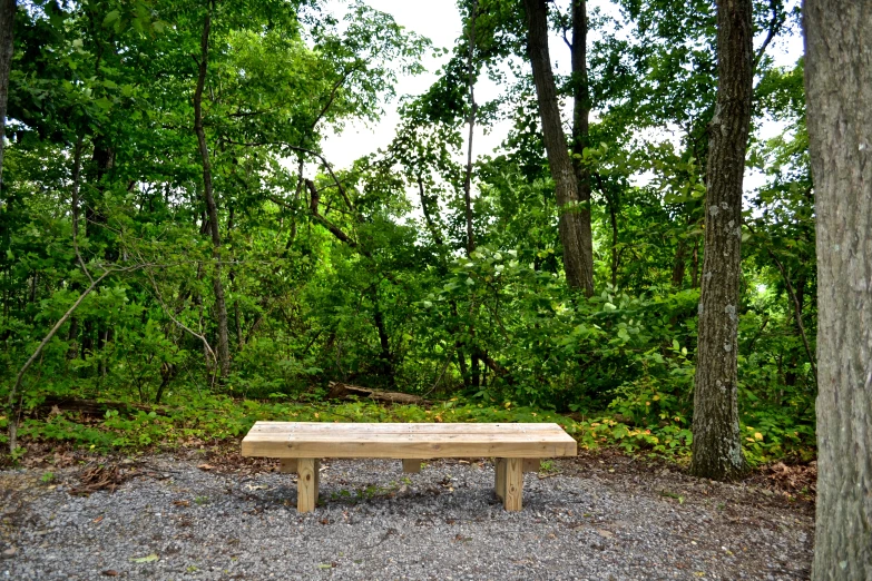 a bench sitting next to some trees in the woods