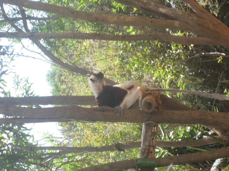 a monkey hanging on to a nch in the forest
